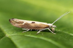 Ypsolopha falcella
