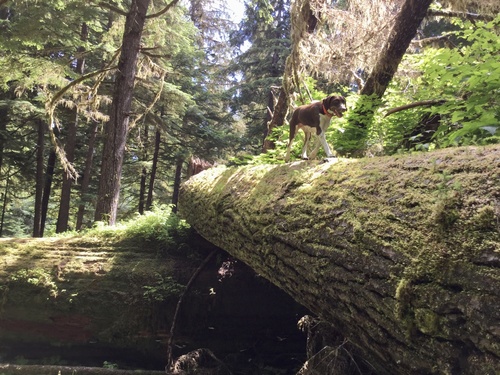 Western hemlock (Tsuga heterophylla)