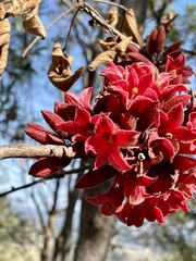 Brachychiton bidwillii