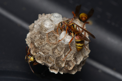 Polistes humilis synoecus