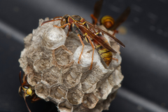 Polistes humilis synoecus