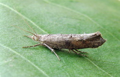 Ypsolopha horridella