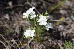 Drosera humilis