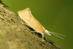 Ypsolopha lucella