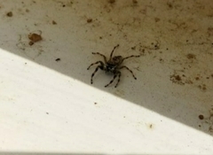 Menemerus bivittatus