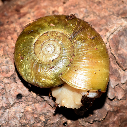 Robust Lancetooth Snail