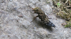 Ontholestes tessellatus