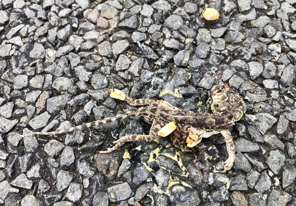 Condamine Earless Dragon