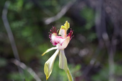 Caladenia × coactescens