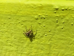 Menemerus bivittatus