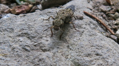 Ontholestes tessellatus