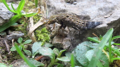 Ontholestes tessellatus