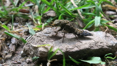 Ontholestes tessellatus