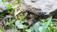 Ontholestes tessellatus