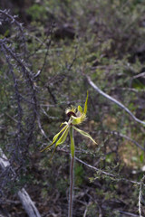 Caladenia crebra