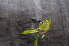 Caladenia crebra
