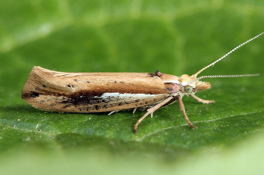 White-shouldered Smudge