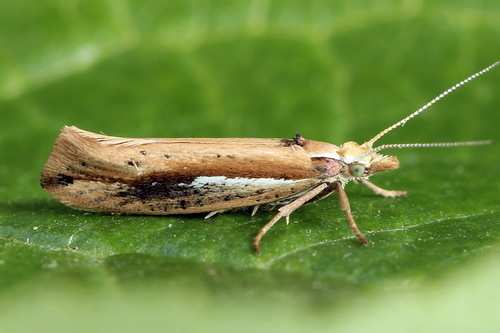 Ypsolopha parenthesella (Linnaeus, 1761)