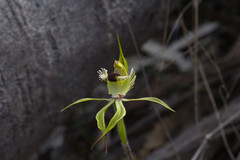 Caladenia crebra