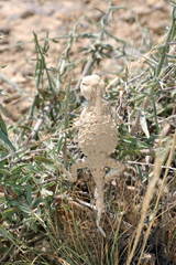 Phrynocephalus helioscopus