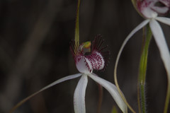 Caladenia longicauda borealis