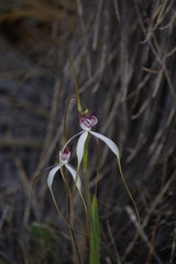 Caladenia longicauda borealis