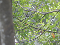 Hemipus hirundinaceus