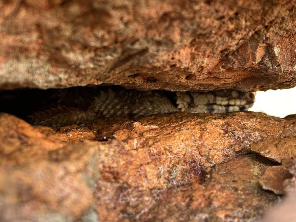 Hosmer's Spiny-Tailed Skink