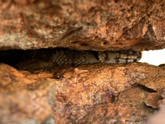 Hosmer's Spiny-Tailed Skink photo 1