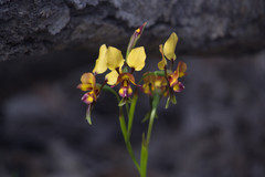 Diuris tinkeri
