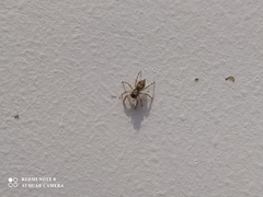 Menemerus bivittatus