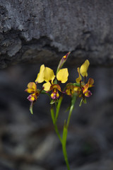 Diuris tinkeri