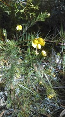 Gompholobium grandiflorum