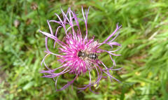 Centaurea phrygia