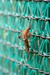 Aedes camptorhynchus