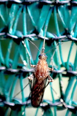 Aedes camptorhynchus