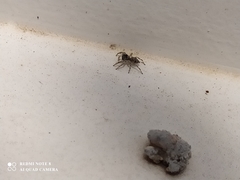 Menemerus bivittatus