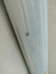 Menemerus bivittatus