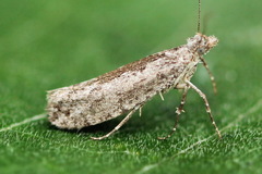 Ypsolopha vittella