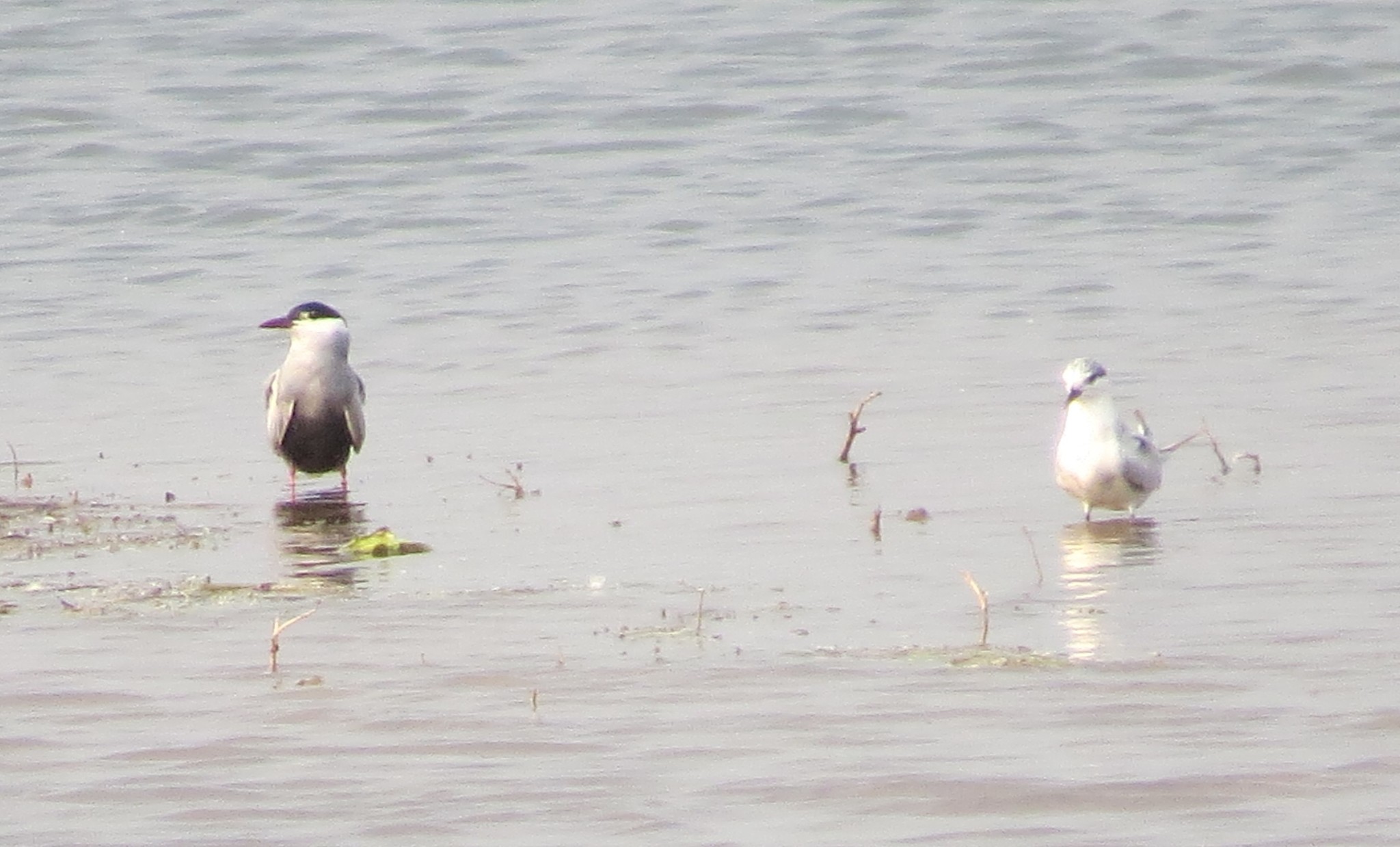 Whiskered Tern