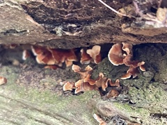 Xylobolus spectabilis