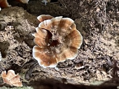 Xylobolus spectabilis