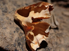 Xylobolus spectabilis