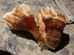 Xylobolus spectabilis