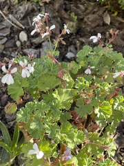 Pelargonium fragrans