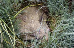 Oligosoma polychroma