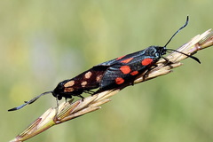Zygaena angelicae