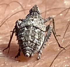 Orgerius