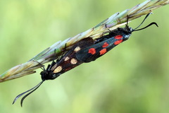 Zygaena angelicae