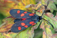 Zygaena angelicae
